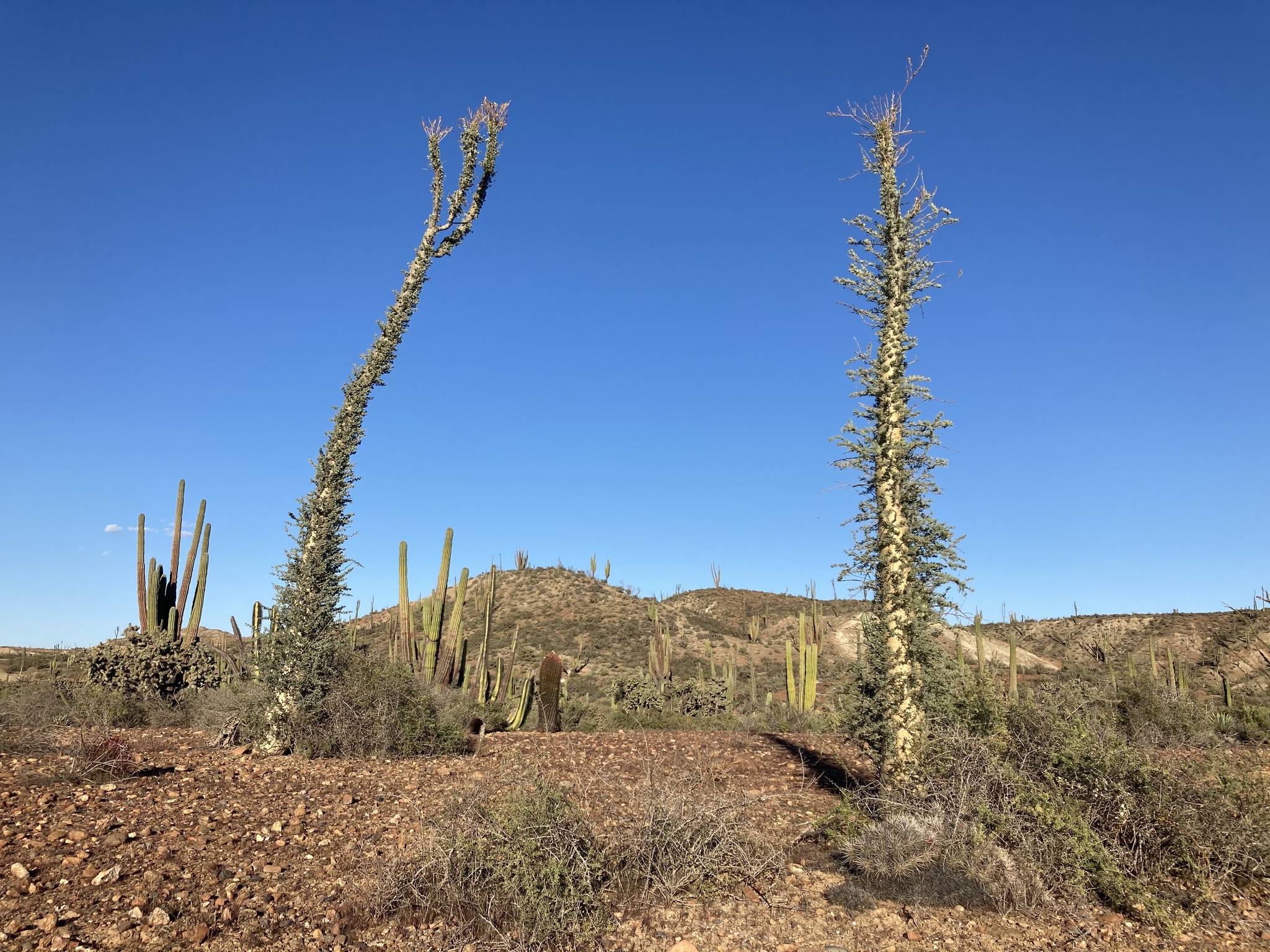 Fouquieria columnaris